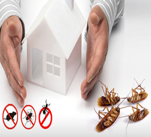General Pest Control in Ambernath