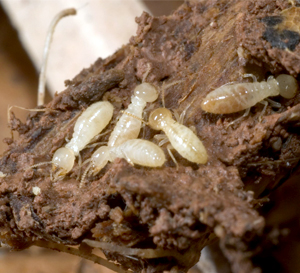 Termite Pest Control in Ambernath